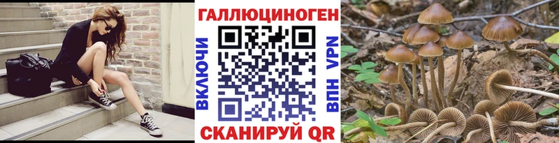 закладка  Петропавловск-Камчатский  Псилоцибиновые грибы Magic Shrooms 